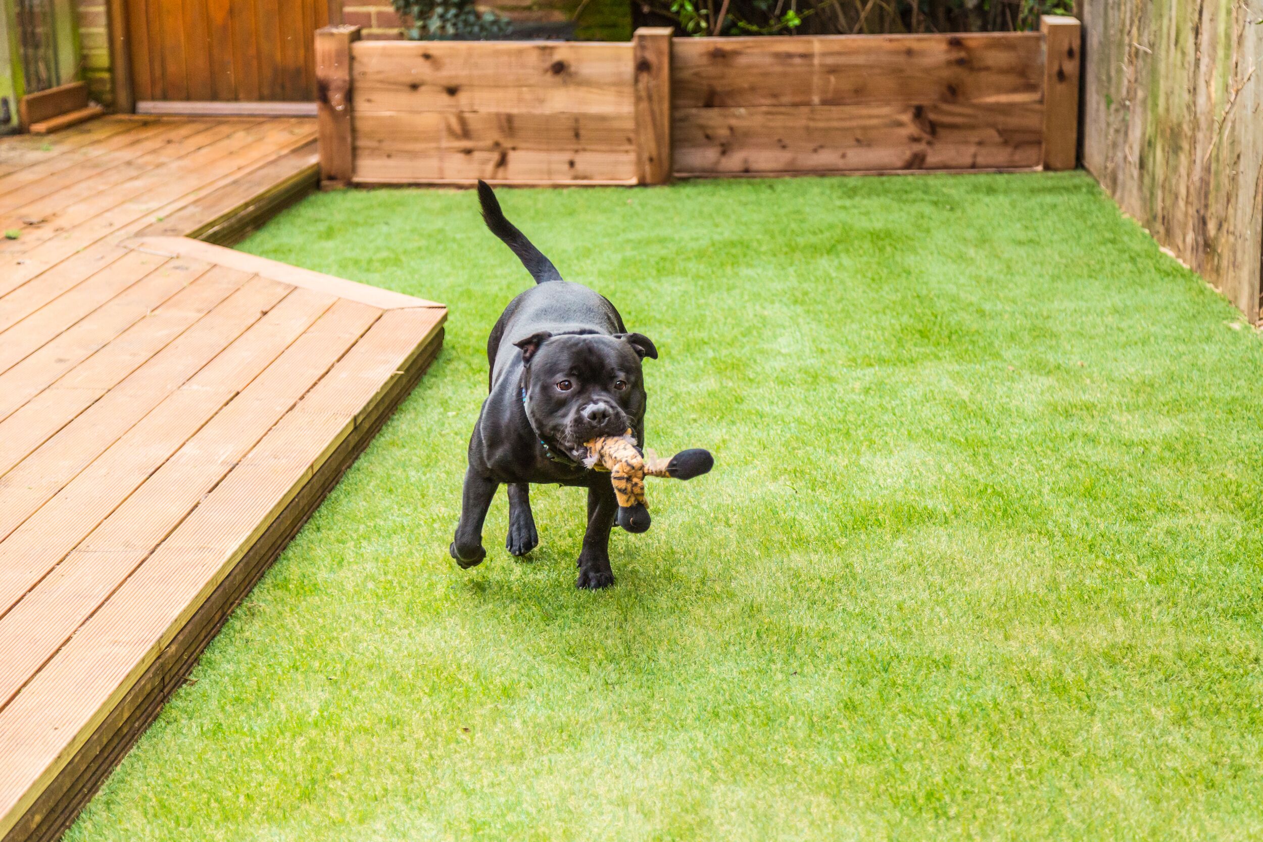 artificial grass for dogs