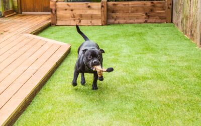 Why Artificial Grass for Dogs is a Great Choice for Your Backyard